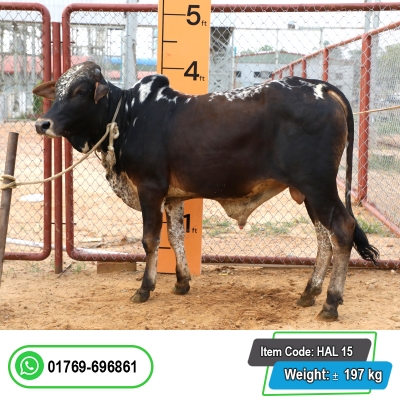 Picture of Cow / ষাঁড় - Black & White mix (215 Kg Approx.)