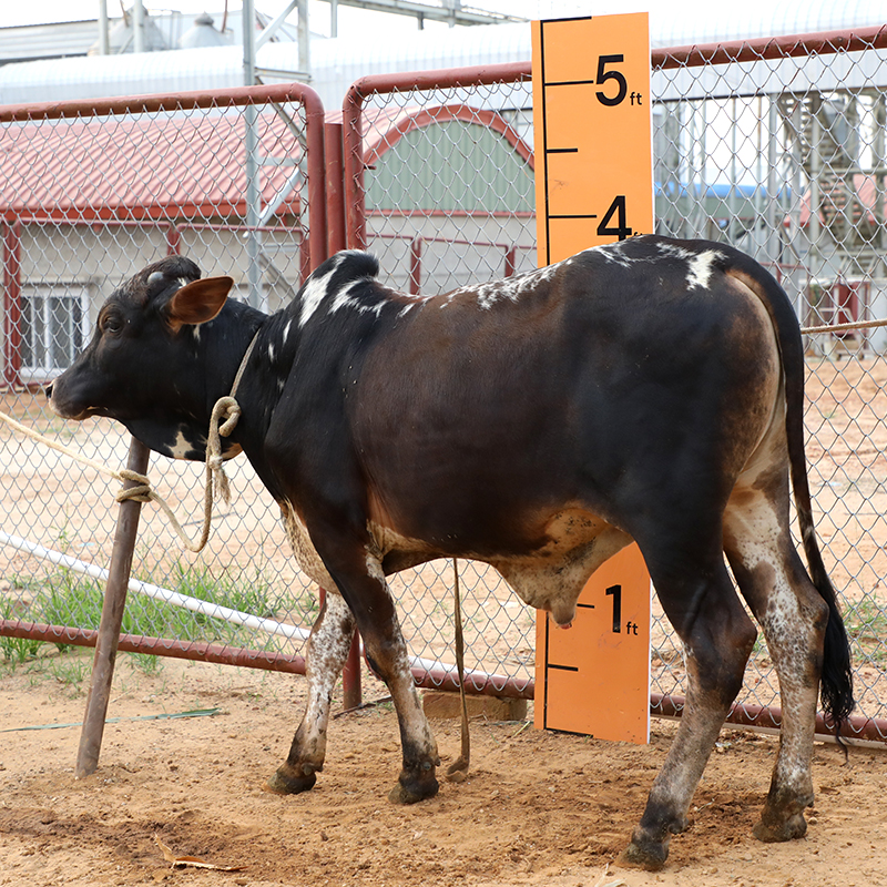 Picture of Cow / ষাঁড় - Black & White mix (215 Kg Approx.)
