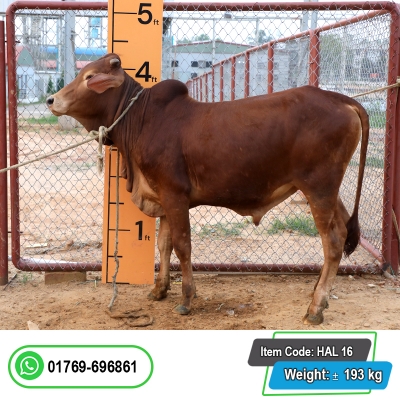 Picture of Cow / ষাঁড় - Dark Red (220 Kg Approx.)
