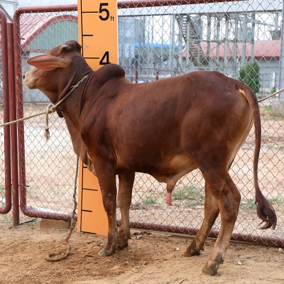 Picture of Cow / ষাঁড় - Dark Red (220 Kg Approx.)