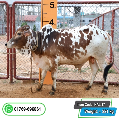 Picture of Cow / ষাঁড় - Red & White Mix (245 Kg Approx.)