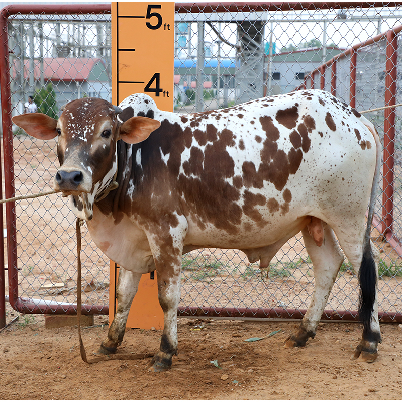 Picture of Cow / ষাঁড় - Red & White Mix (245 Kg Approx.)