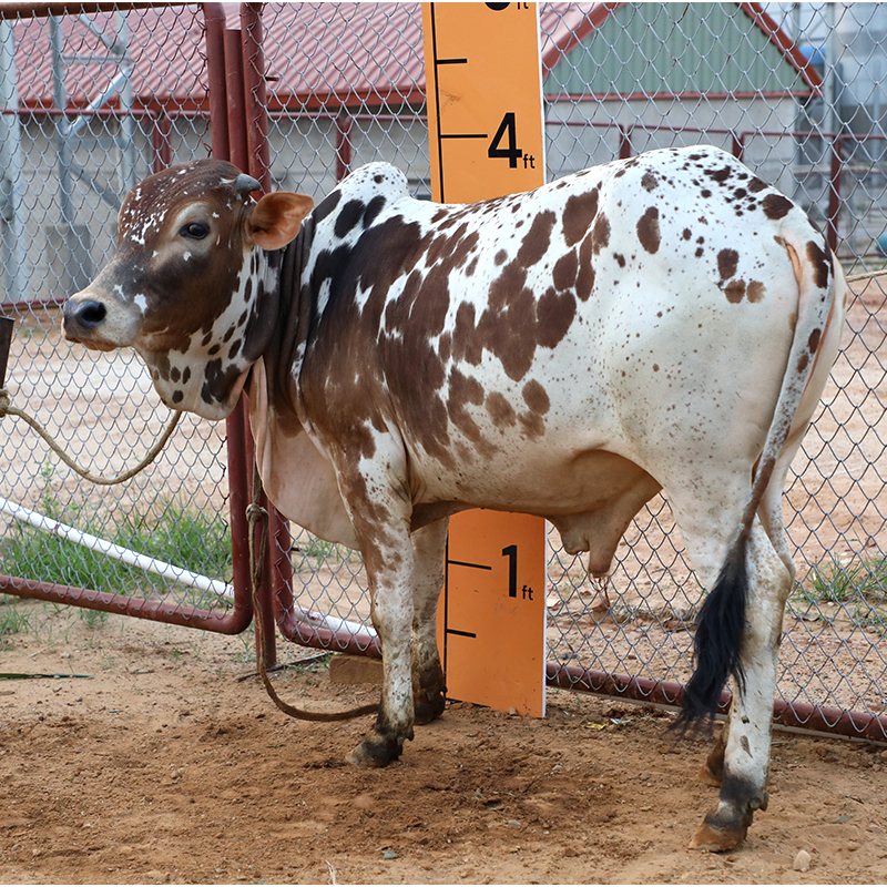 Picture of Cow / ষাঁড় - Red & White Mix (245 Kg Approx.)