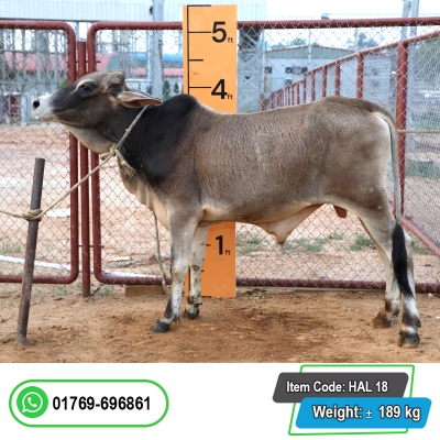 Picture of Cow / ষাঁড় - Bkack & white mix (210 Kg Approx.)