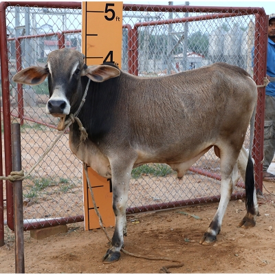Picture of Cow / ষাঁড় - Bkack & white mix (210 Kg Approx.)