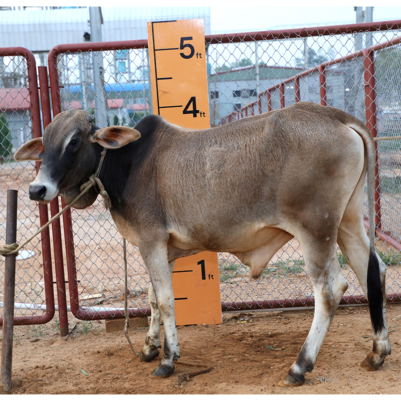 Picture of Cow / ষাঁড় - Bkack & white mix (210 Kg Approx.)