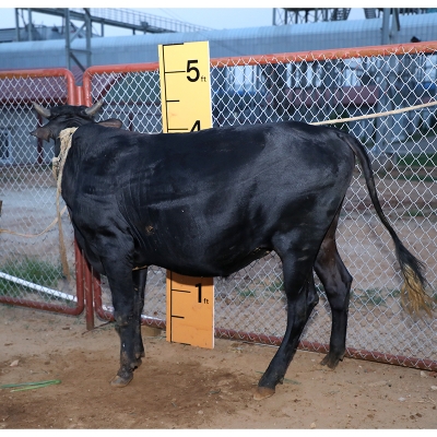 Picture of Cow / ষাঁড় - Black (300 Kg Approx.)