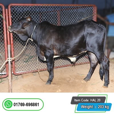 Picture of Cow / ষাঁড় - Black (260 Kg Approx.)