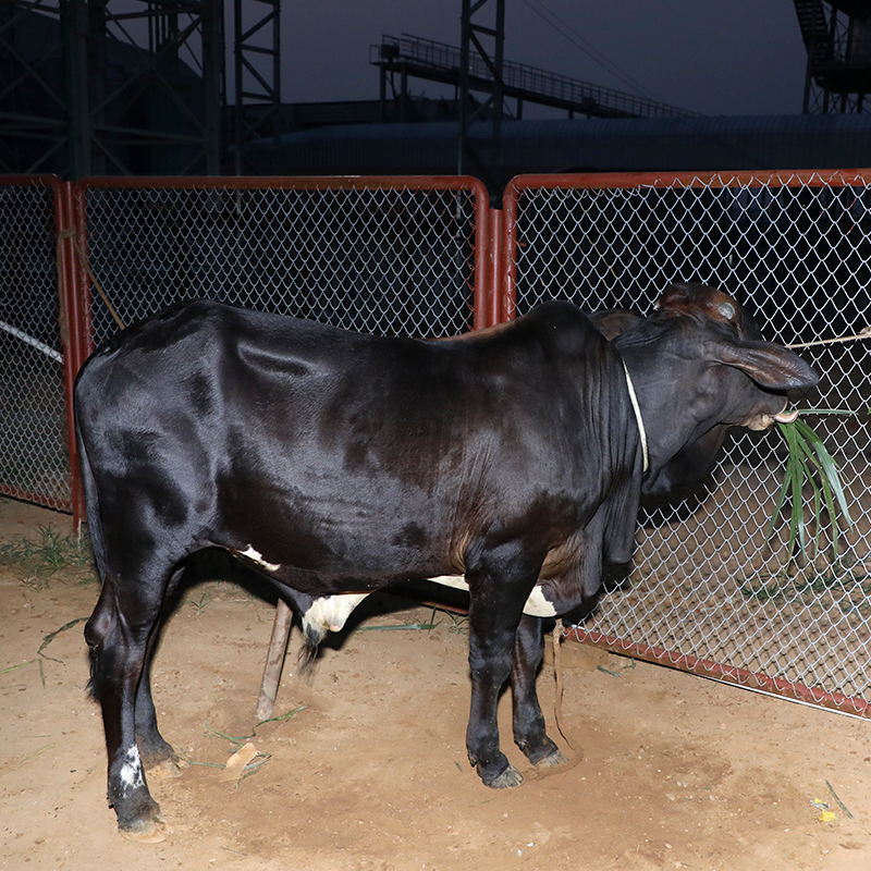 Picture of Cow / ষাঁড় - Black (260 Kg Approx.)