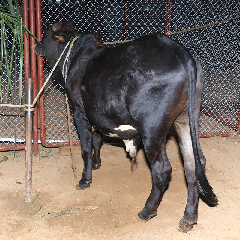 Picture of Cow / ষাঁড় - Black (260 Kg Approx.)