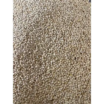 Picture of White millet for Birds 500 gm