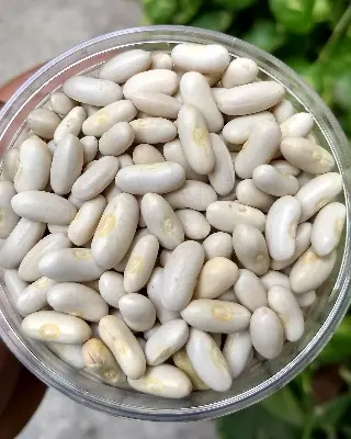 Picture of White Kidney Beans - 1kg