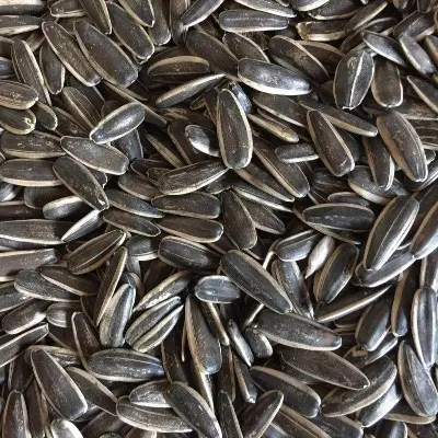 Picture of Natural Organic Sunflower Seeds for Cockatiel/Parrot/Macao/Love Bird Food -500gm