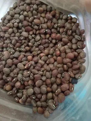 Picture of Whole helan dal /shell helen dal -500 gm