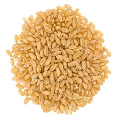 Picture of Pure Organic White Wheat Grain- (White Wheat Grain) -1Kg