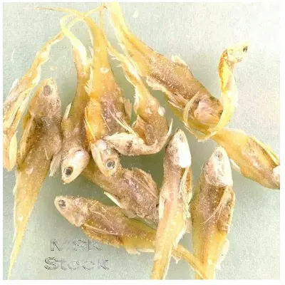 Picture of Shutki- Olua Dry Fish-100gm
