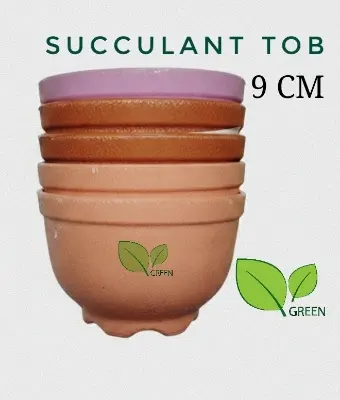 Picture of Succulent tob 9cm 05 pcs