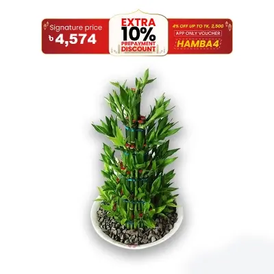 Picture of Dracaena Design
