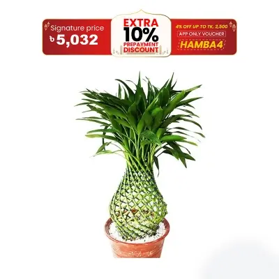 Picture of Dracaena Design