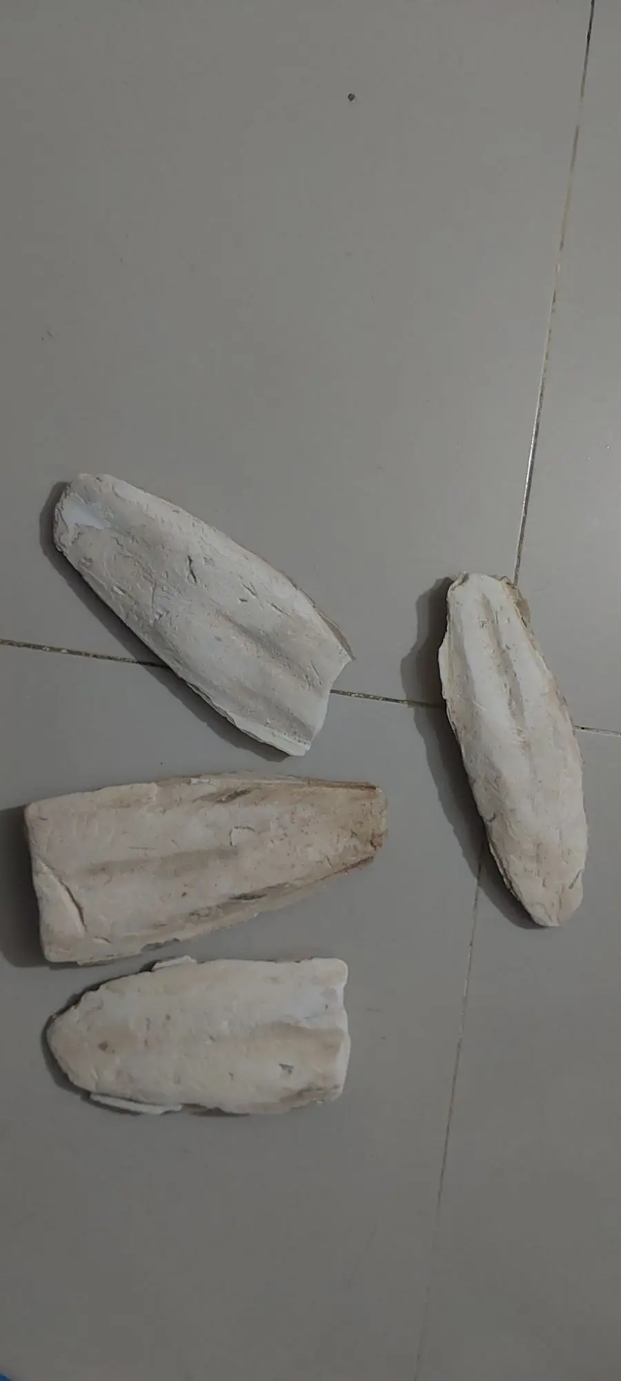 Picture of Cattle Fish Bone for all type  bird