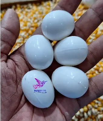 Picture of Pigeon Plastic Fake Eggs