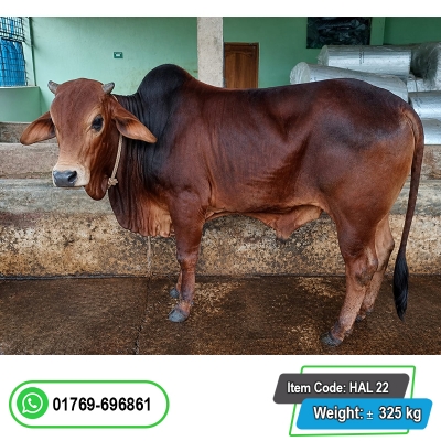 Picture of Cow / ষাঁড় - Red (325 Kg Approx.)