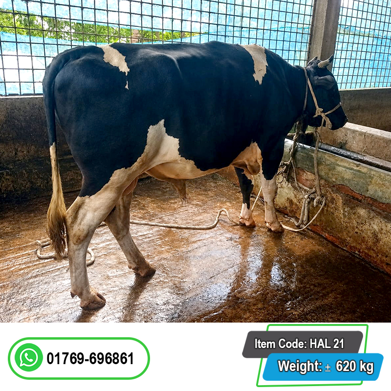 Picture of Cow / ষাঁড় - Bkack & white (620 Kg Approx.)