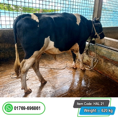 Picture of Cow / ষাঁড় - Bkack & white (620 Kg Approx.)