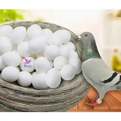 Picture of Pigeon Plastic Fake Eggs