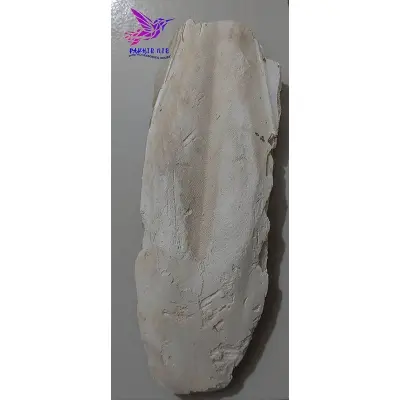 Picture of Cattle Fish Bone for all type  bird
