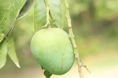 Picture of Premium Chemical-Free Sweet & Juicy Mango Organic Satkhira Himsagar Mango – 20KG Sold By Astha Food