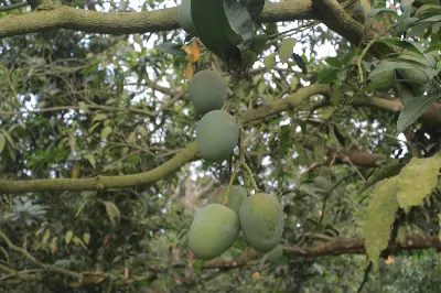 Picture of Premium Chemical-Free Sweet & Juicy Mango Organic Satkhira Himsagar Mango – 20KG Sold By Astha Food