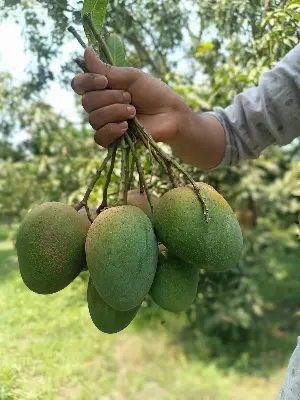 Picture of Premium Chemical-Free Sweet & Juicy Mango Organic Satkhira Himsagar Mango – 20KG Sold By Astha Food