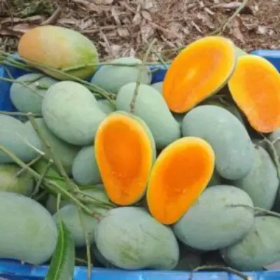 Picture of Premium Chemical-Free Sweet & Juicy Mango Organic Satkhira Himsagar Mango – 20KG Sold By Astha Food