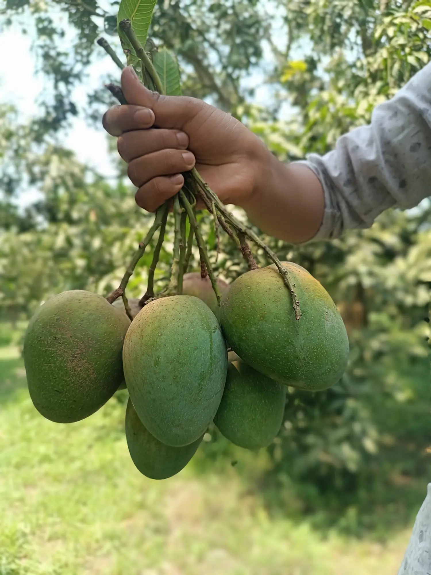 Picture of Premium Chemical-Free Sweet & Juicy Mango Organic Satkhira Himsagar Mango – 10KG Sold By Astha Food