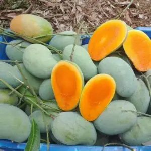 Picture of Premium Chemical-Free Sweet & Juicy Mango Organic Satkhira Himsagar Mango – 10KG Sold By Astha Food
