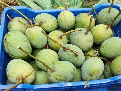 Picture of Premium Chemical-Free Sweet & Juicy Mango Organic Satkhira Himsagar Mango – 10KG Sold By Astha Food