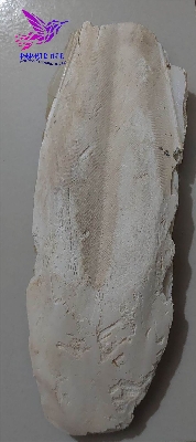 Picture of Cattle Fish Bone for all type  bird