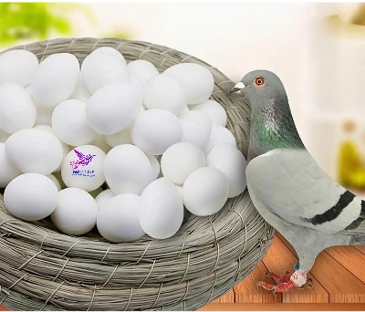 Picture of Pigeon Plastic Fake Eggs