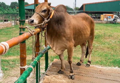 Picture of Local bull - 380 KG - 24+ Months - Tag 1312 (Brown)
