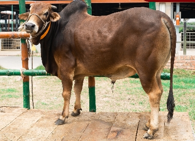 Picture of Local bull - 356 KG - 30 Months - Tag 1313 (Brown)
