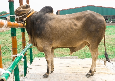 Picture of Local bull - 345 KG - 24+ Months - Tag 1280 (Grey/Brown)