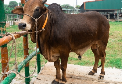 Picture of Shahiwal bull - 394 KG - 24+ Months - Tag 1307 (Brown)