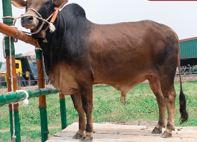 Picture of Pabna bull - 451 KG - 24+ Months - Tag 1284 (Brown)