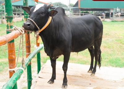 Picture of Local bull - 295 KG - 24 Months - Tag 1315 (Black)