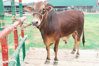 Picture of Local bull - 331 KG - 24+ Months - Tag 1300 (Brown)
