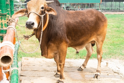 Picture of Pabna bull - 376 KG - 24+ Months - Tag 1306 (Brown)
