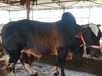Picture of Cow / ষাঁড় - Black (460 Kg Approx.)