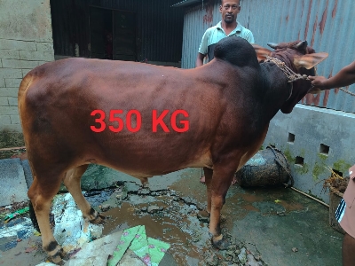 Picture of Cow / ষাঁড় - Black (350 Kg Approx.) 