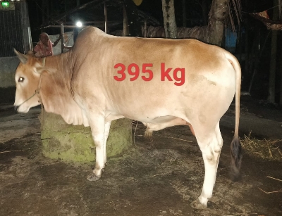 Picture of Cow / ষাঁড় (395 Kg Approx.)